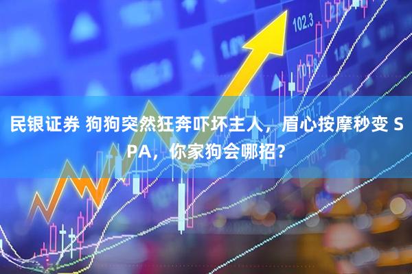 民银证券 狗狗突然狂奔吓坏主人，眉心按摩秒变 SPA，你家狗会哪招？