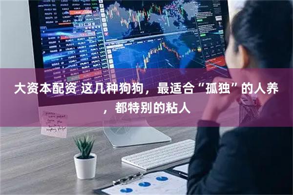 大资本配资 这几种狗狗，最适合“孤独”的人养，都特别的粘人